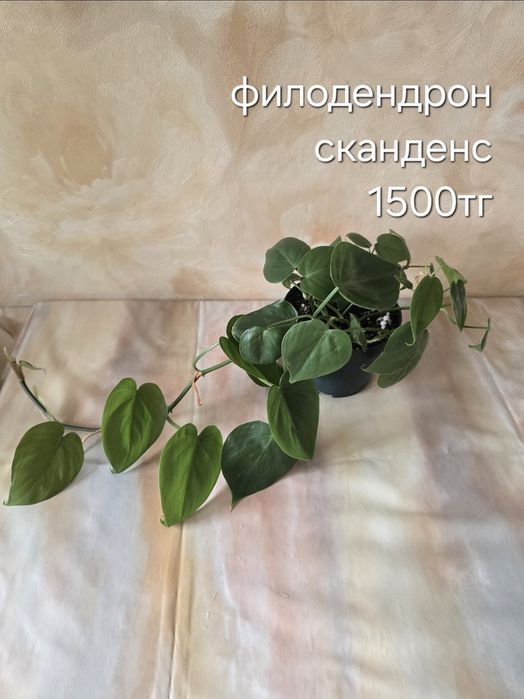 Комнатные растения