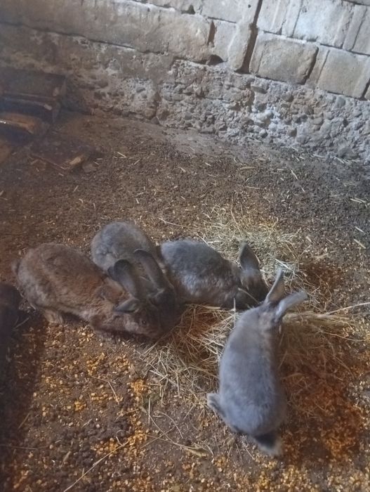 Iepuri de vînzare