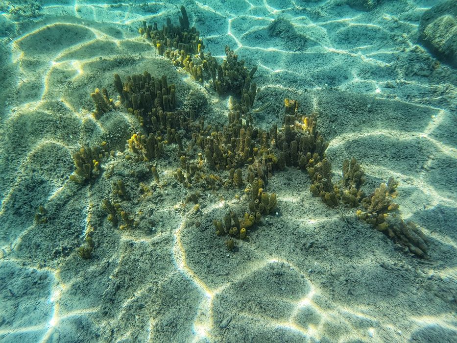 Водоустойчив кейс ShellBox за гмуркане и подводни снимки