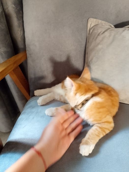 Отдам котенка в добрые руки