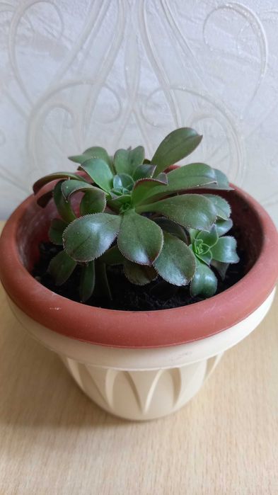 Продам кактус и эхеверия