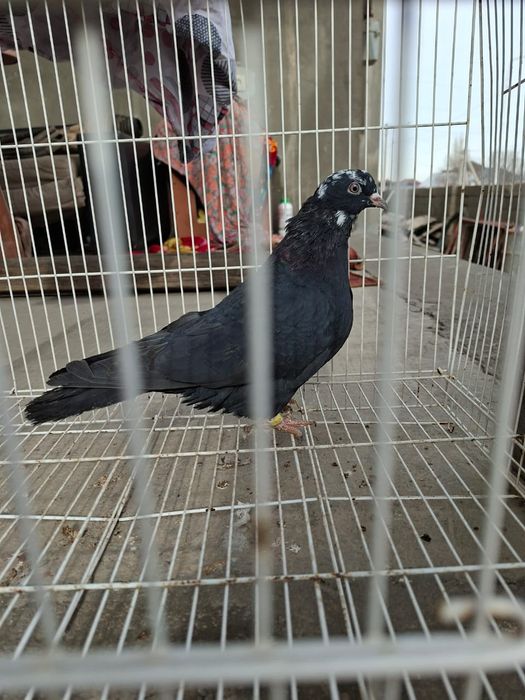 Продам белыйголовый