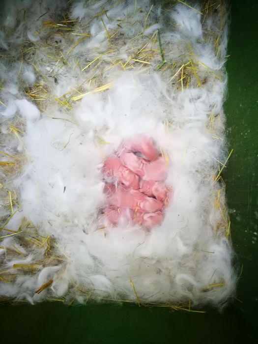 Vand iepuri californieni si fluture