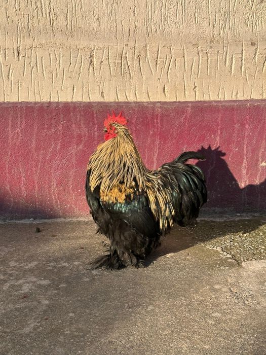 Кохин Карлик пара