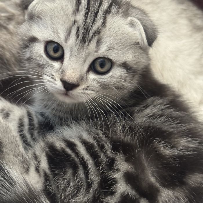 котята , с родословной