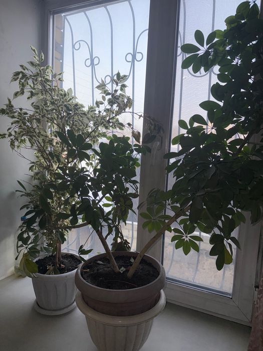 Продам комнатные цветы