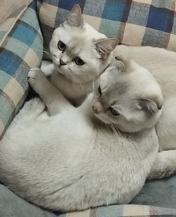 scottish fold shinshila