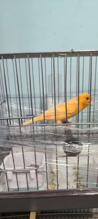 Канарейка сабзи ранг