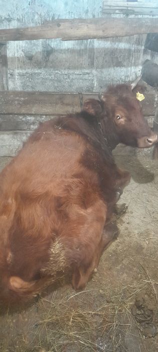 Корова ,телкий, 950000тг еки баска