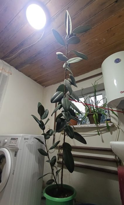 Фикус ростом 2 метра