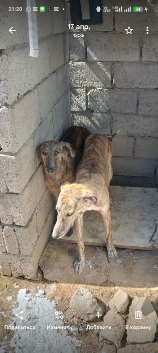 6 месяц двойное мальчик девочко
