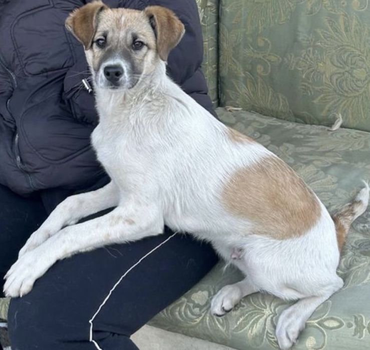 Помогите найти члена семьи