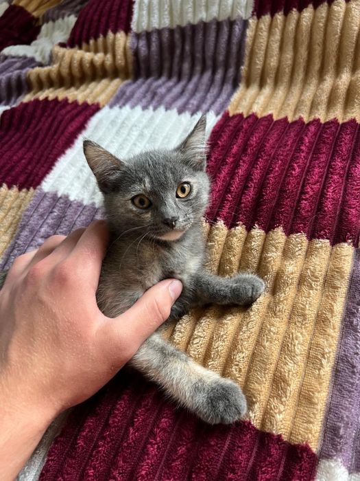 Отдам котят в добрые руки