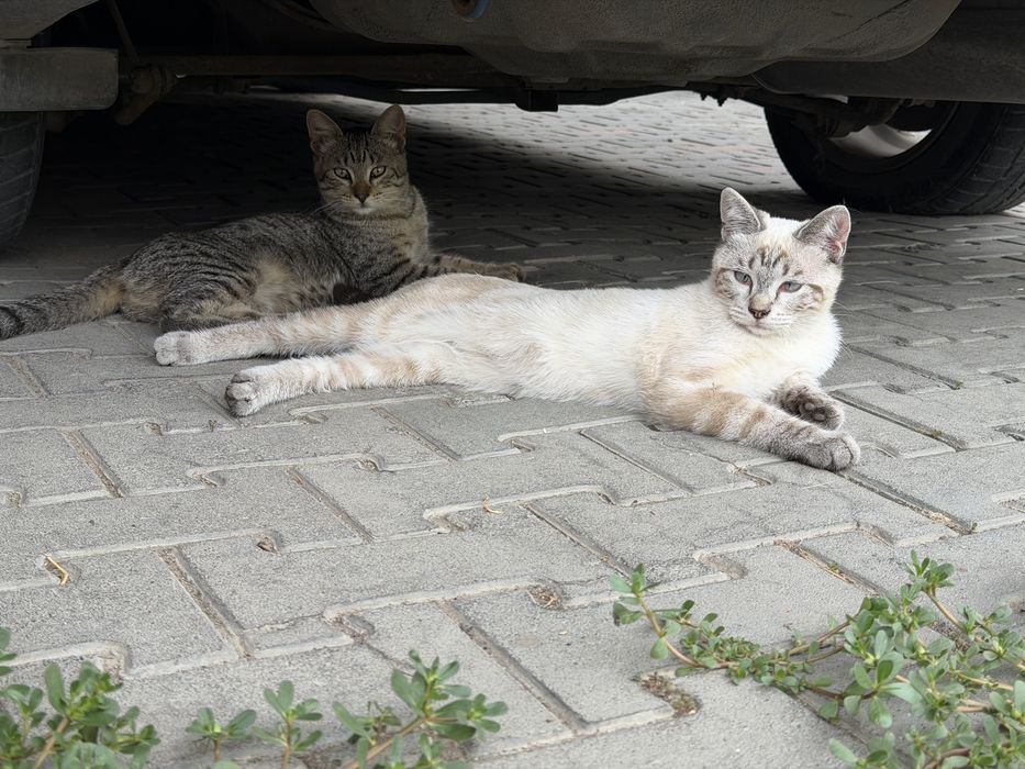 Подрощенные котята в добрые руки