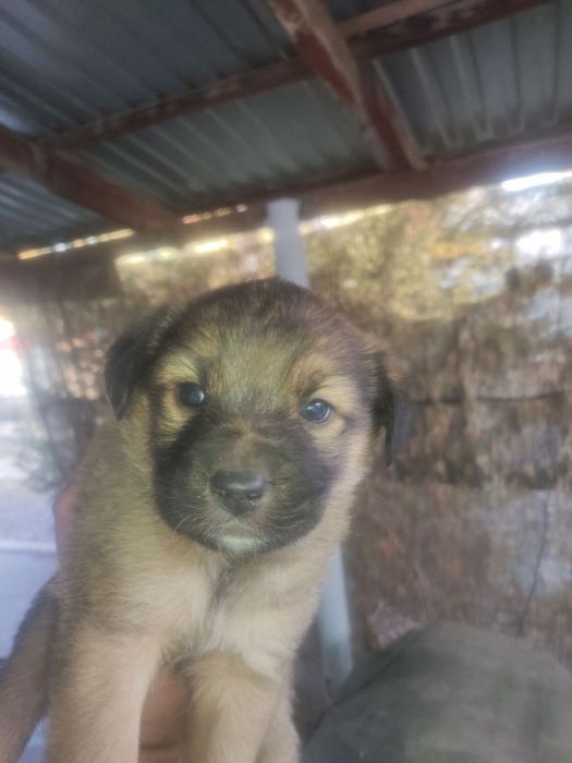 Отдадим щенят