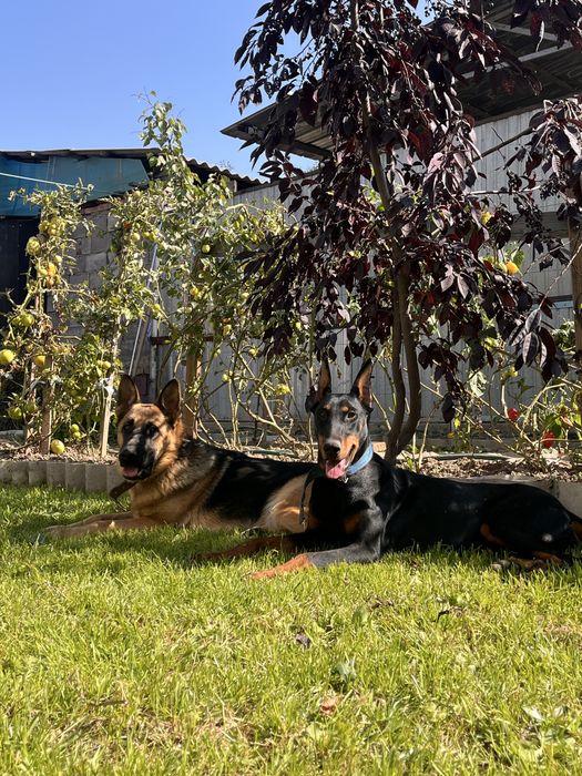 Доберман (сучка-3года)