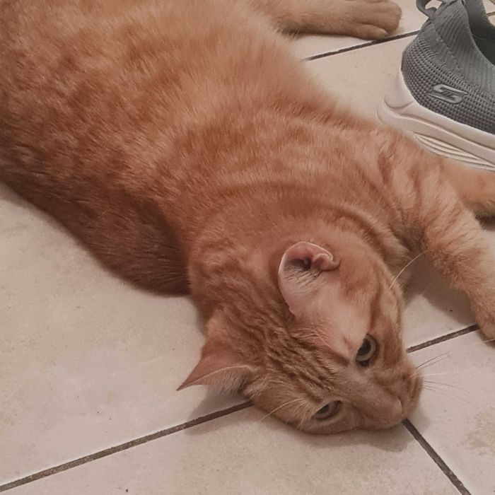 Pisica de 7 ani pentru adoptie
