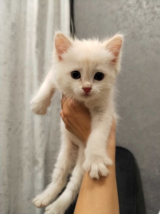 Котенок белый бесплатно