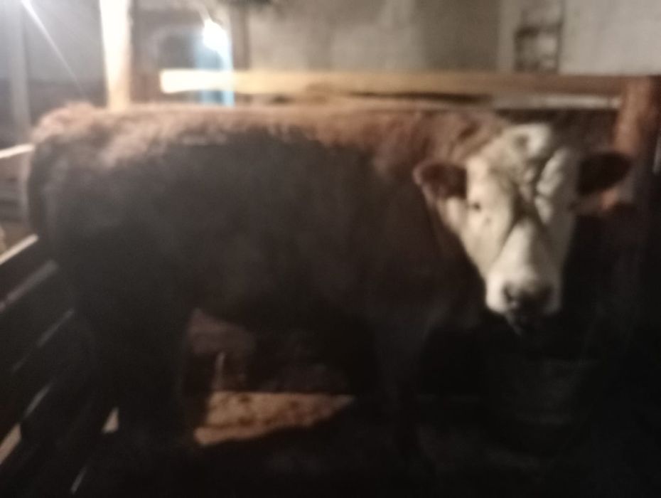 Бычок 1,5 жас, семіз