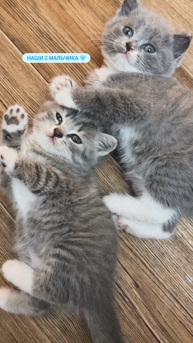 Британские котята
