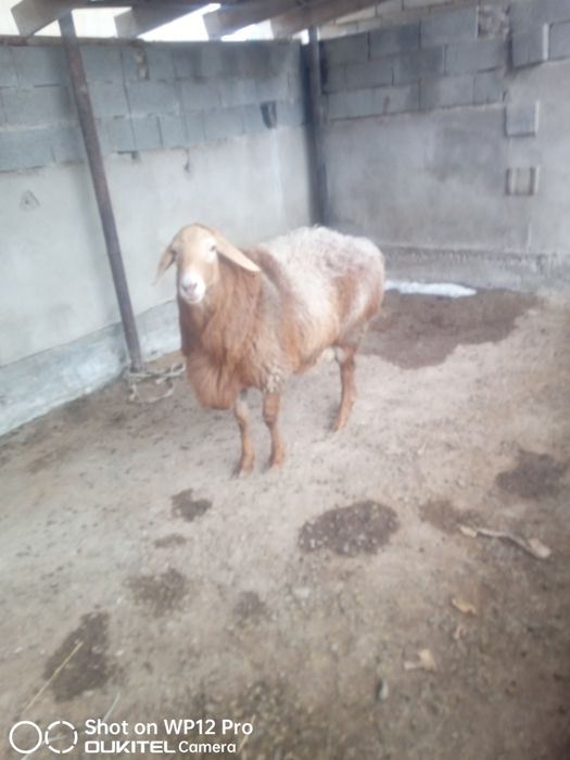 Кошкар сатылады.