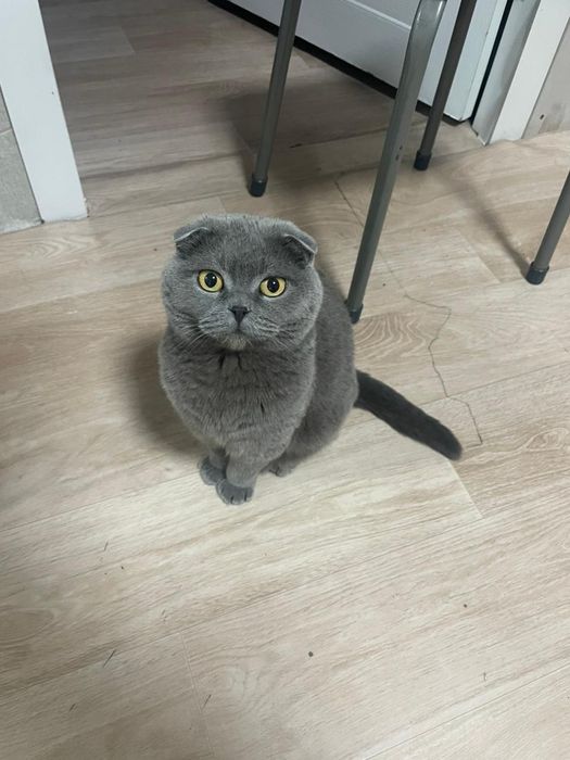Кошка Шотладская вислоушка
