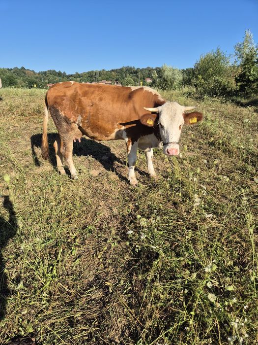Vând junincă cu lapte