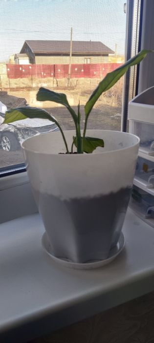 Спатифиллиум ( женское счастье)