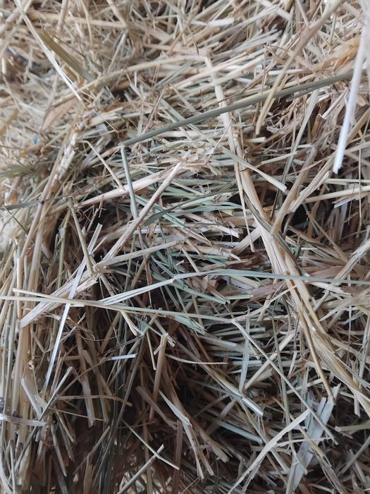 De vanzare balotati de paie