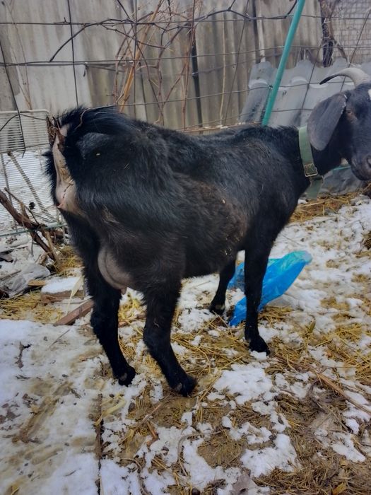 Молочная коза с козленком.