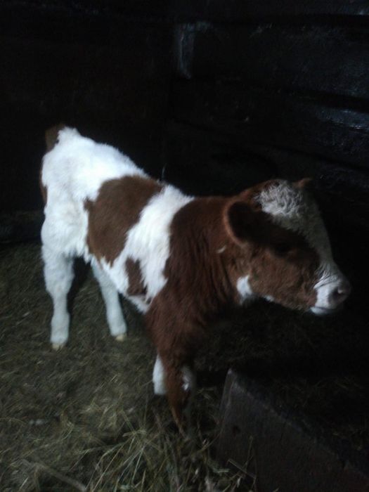 Продам телят от 3 дней до 2 недель