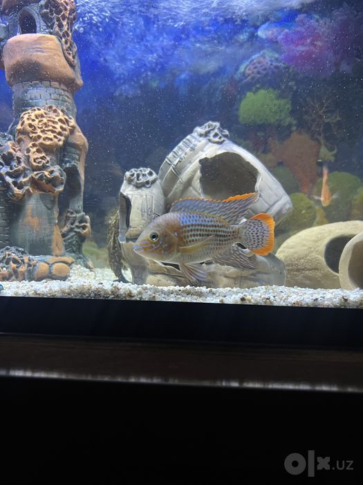 Akvariyum full naborlari bilan sotiladi