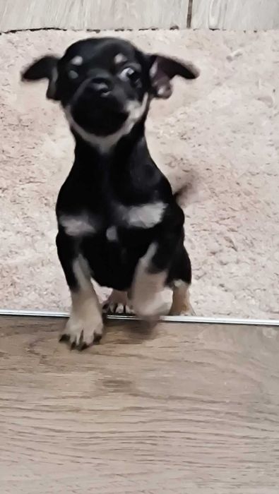 Продавам мини пинчер