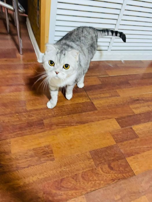 Отдам в добрые руки кошку