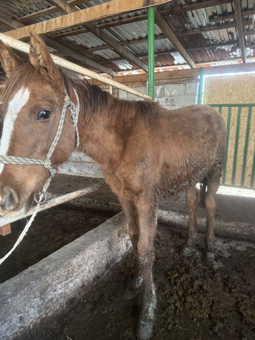 Семиз Тай Сатамын