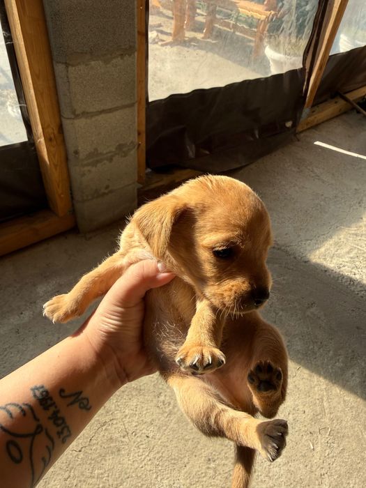 Породисти кученца пинчери