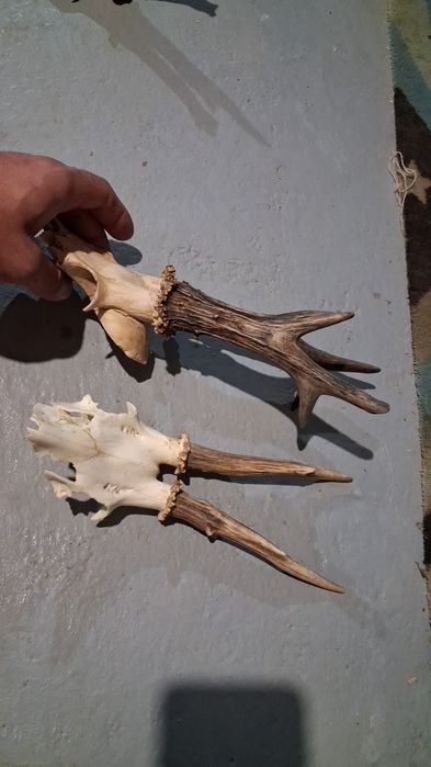 Trofee caprior  50 de lei buc