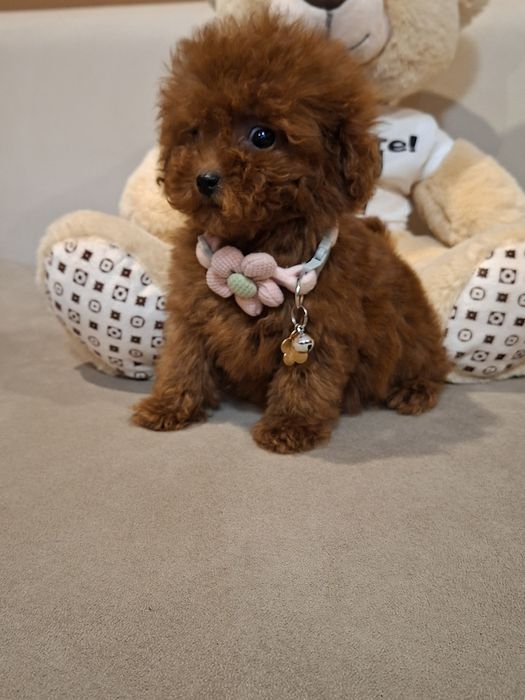 Той Пудел  Момиче с Документ за произход