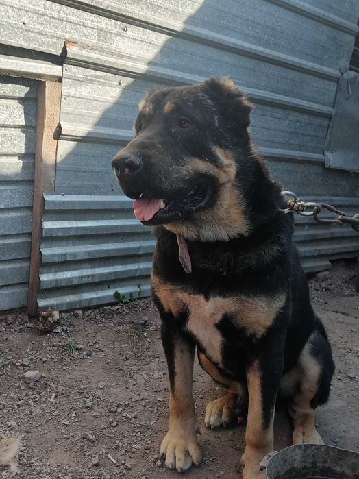 Щенки чистокровных тобетов