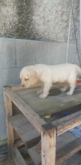 Кокер Шпаньол...