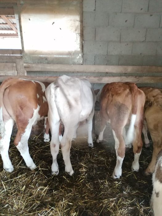 Vând viței încărcați