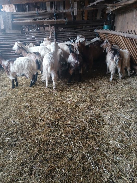 Vând capre gestante