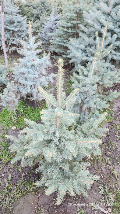 Элегантное дерево для вашего сада — Голубая ель Picea Pungens Glauca!