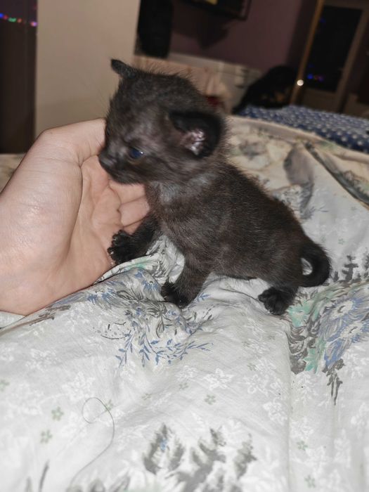 Căutăm căsuțe iubitoare pentru 3 fetițe adorabile!