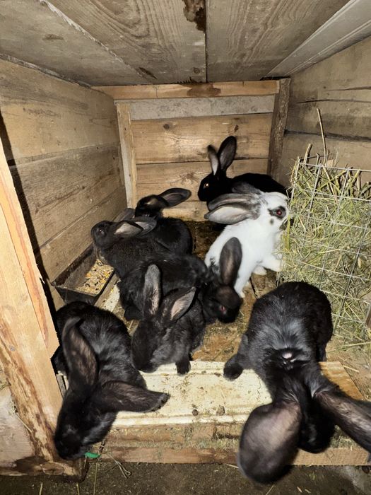 Iepurași metisi uriaș german cu fluture german de vânzare.