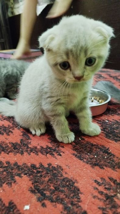 Котята фолды и страйт