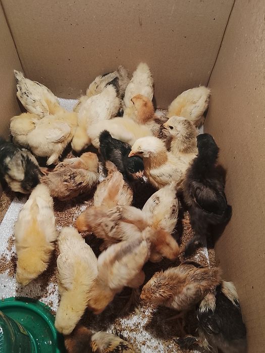 Цыплята брама...