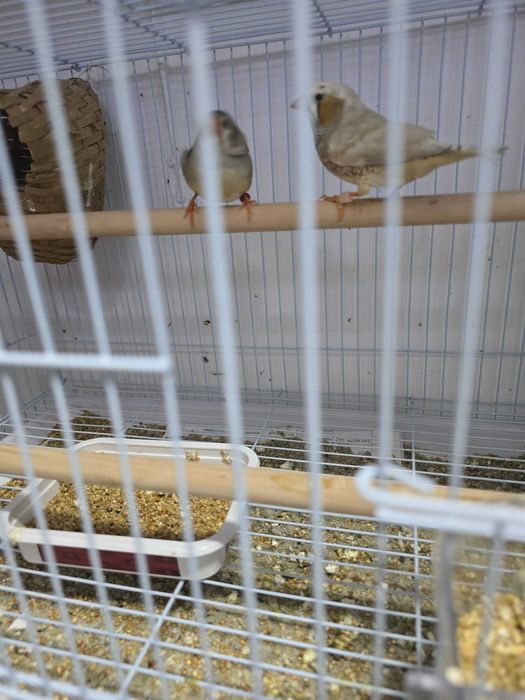 Zebre australiene de vanzare