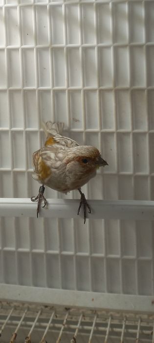 Canari masculi  si femele 2025 și pui 2026