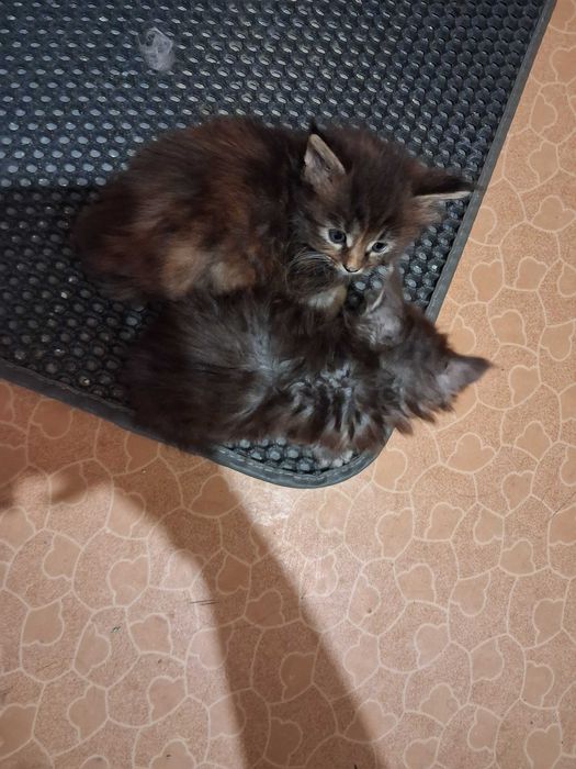 Мейн куун котенца